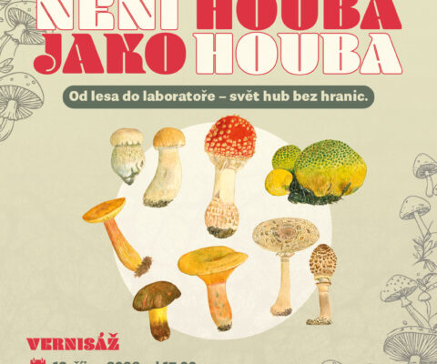 Není houba jako houba 13.10.- 15.11.2026